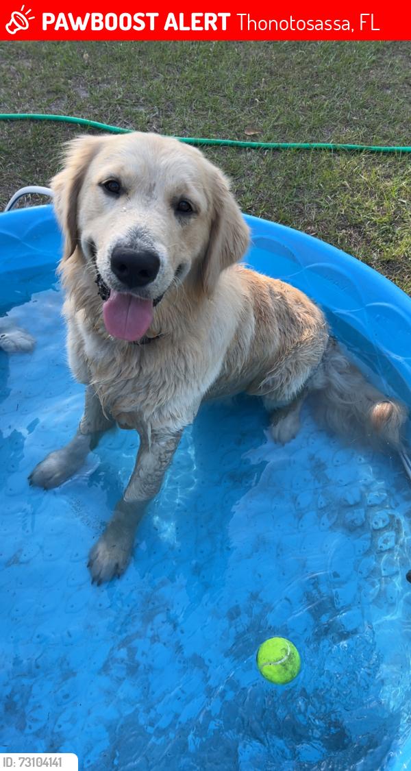 Lost Male Dog last seen Antioch feed store, Thonotosassa, FL 33527