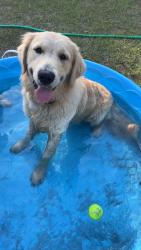 Lost Male Dog last seen Antioch feed store, Thonotosassa, FL 33527
