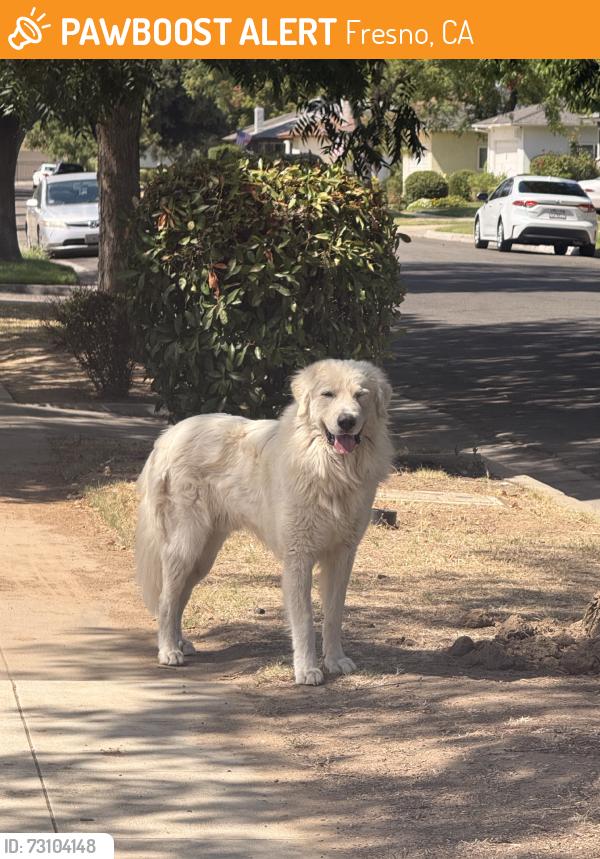 Found/Stray Unknown Dog last seen Found crossing Ashlan, coming from Hampton…, Fresno, CA 93726