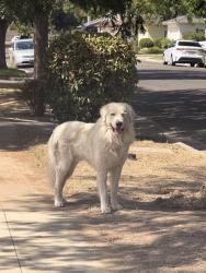 Found/Stray Unknown Dog last seen Found crossing Ashlan, coming from Hampton…, Fresno, CA 93726