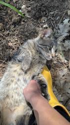 Found/Stray Female Cat last seen Copperton / Cable, Camino, CA 95709