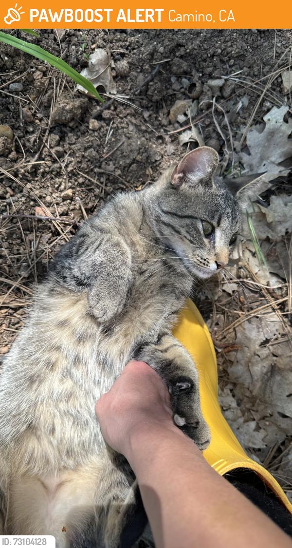 Found/Stray Female Cat last seen Copperton / Cable, Camino, CA 95709