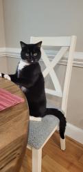 Reunited Male Cat last seen North Pastures Cedar Creek Rd; Youngsville NC, Franklinton, NC 27525