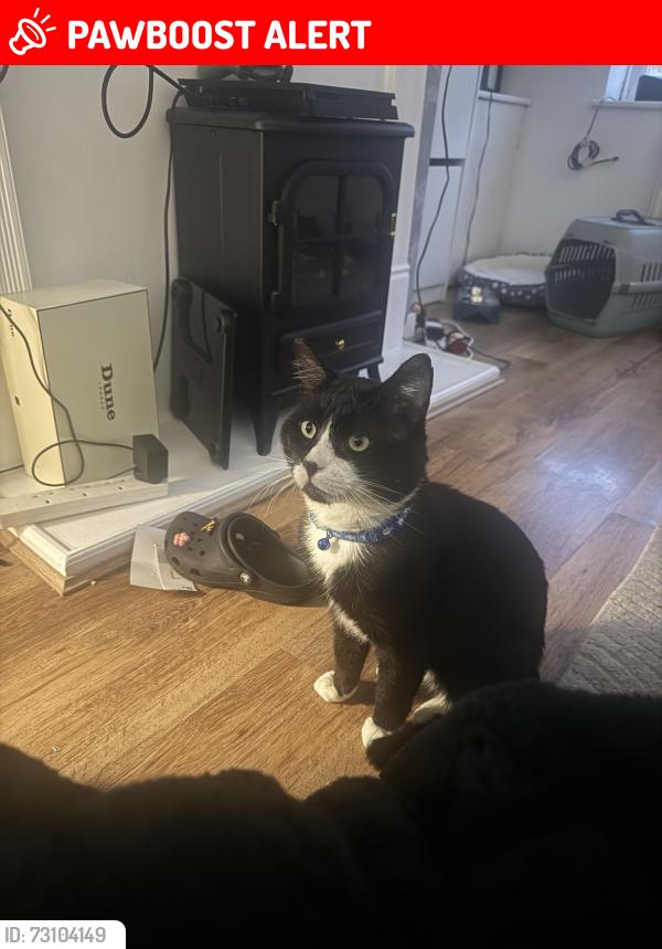Lost Male Cat last seen Near Albion drive, Droylsden, England M43 7NP