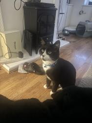 Lost Male Cat last seen Near Albion drive, Droylsden, England M43 7NP