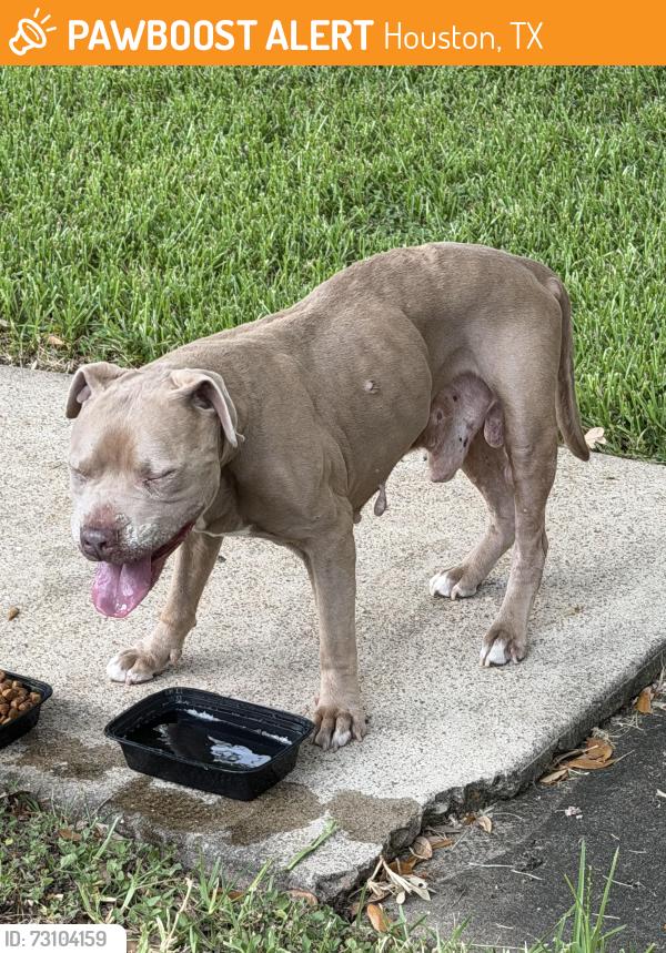 Found/Stray Male Dog last seen Glasgow Pl and Briar Forest, Houston, TX 77077