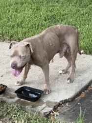Found/Stray Male Dog last seen Glasgow Pl and Briar Forest, Houston, TX 77077