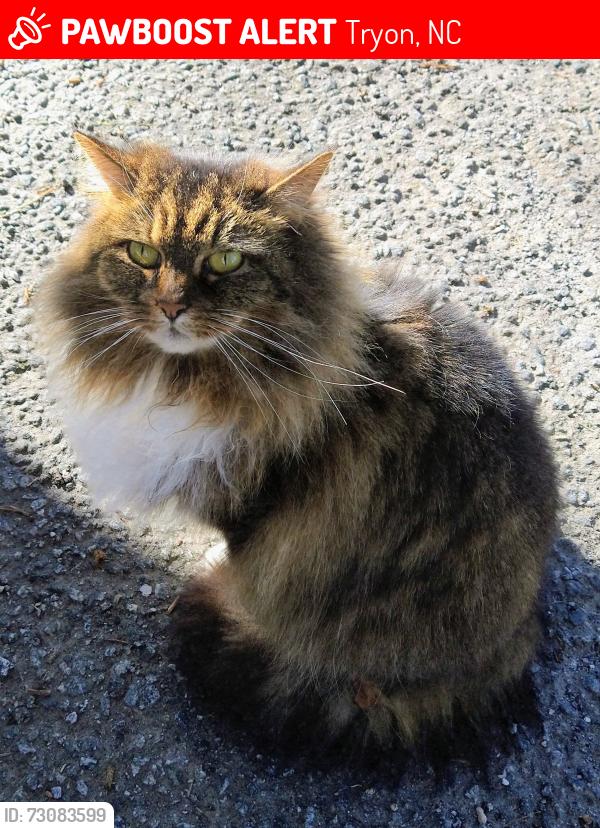 Lost Female Cat last seen In the valley on 176 between Tryon and Saluda, Tryon, NC 28782