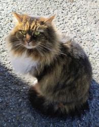 Lost Female Cat last seen In the valley on 176 between Tryon and Saluda, Tryon, NC 28782
