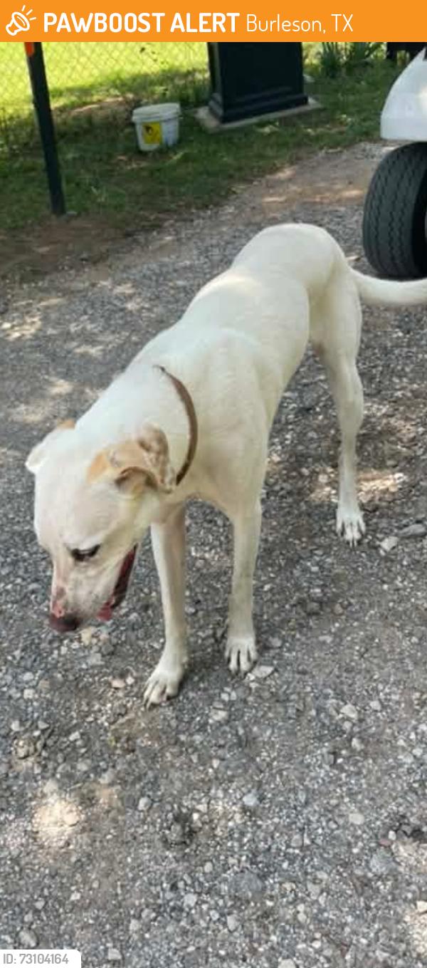 Found/Stray Male Dog last seen Renfro St, Burleson, TX 76028