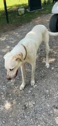 Found/Stray Male Dog last seen Renfro St, Burleson, TX 76028