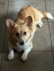 Lost Female Dog last seen Barker cypress rd, Houston, TX 77095