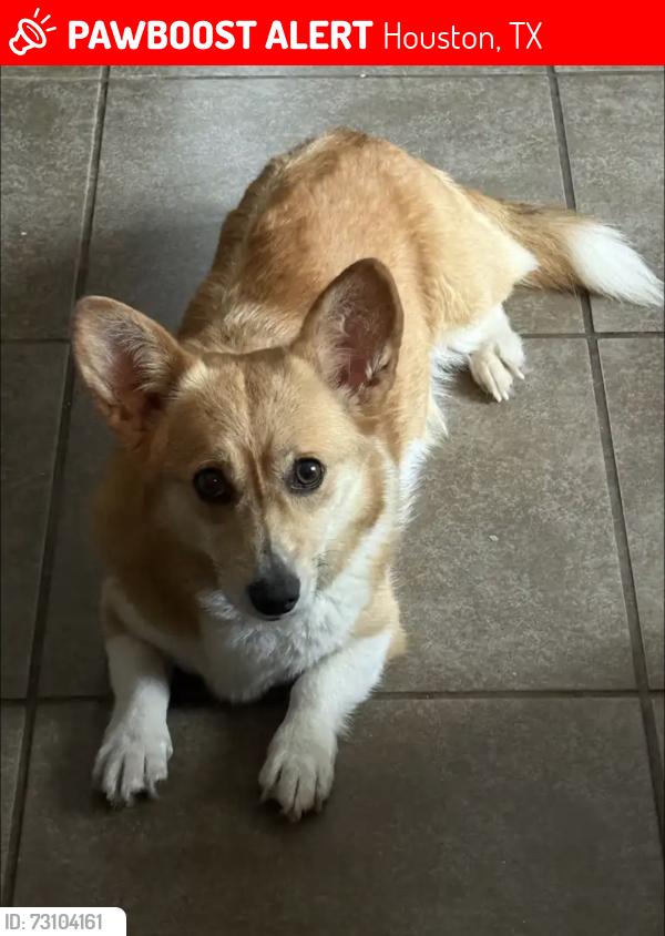 Lost Female Dog last seen Barker cypress rd, Houston, TX 77095