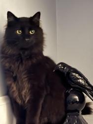 Found/Stray Male Cat last seen Arabica Lane/US Hwy 70, New Bern, NC 28562