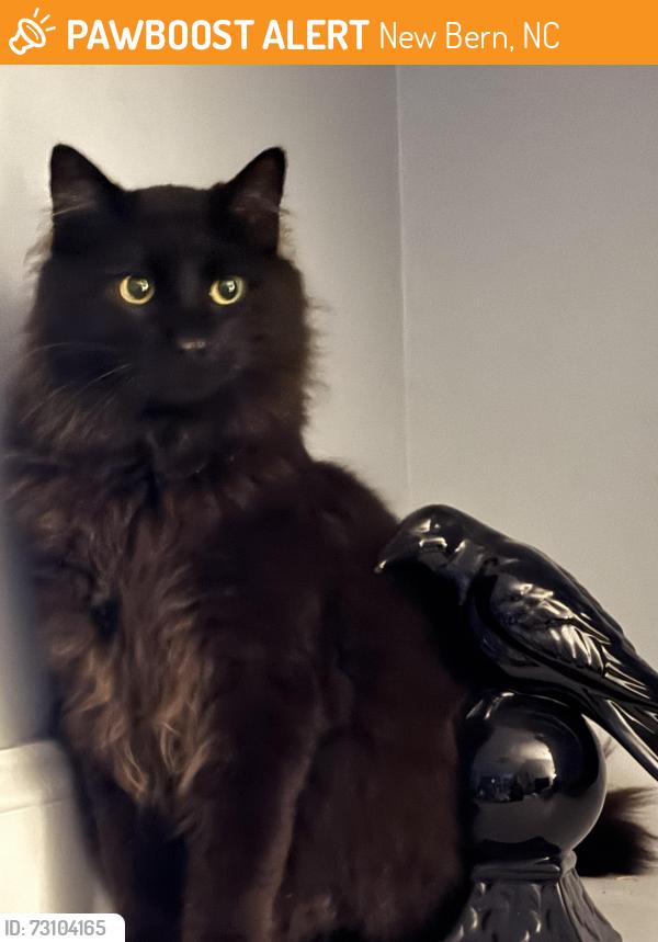 Found/Stray Male Cat last seen Arabica Lane/US Hwy 70, New Bern, NC 28562