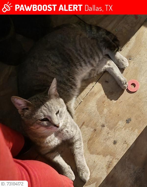 Lost Male Cat last seen Lawson, Dallas, TX 75253