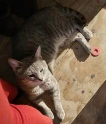 Lost Male Cat last seen Lawson, Dallas, TX 75253