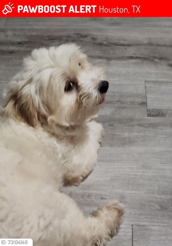 Lost Male Dog last seen Holland Superwash 1511 Holland St. Houston, TX 77029, Houston, TX 77029
