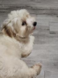 Lost Male Dog last seen Holland Superwash 1511 Holland St. Houston, TX 77029, Houston, TX 77029