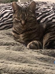 Reunited Male Cat last seen 182nd and Yukon, Torrance, CA 90504