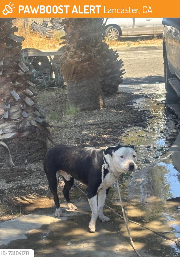 Found/Stray Male Dog last seen J-12 division, Lancaster, CA 93535