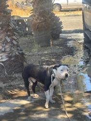 Found/Stray Male Dog last seen J-12 division, Lancaster, CA 93535