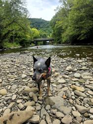 Lost Female Dog last seen HWY 106, Brays Lake Rd, Royston, GA 30662