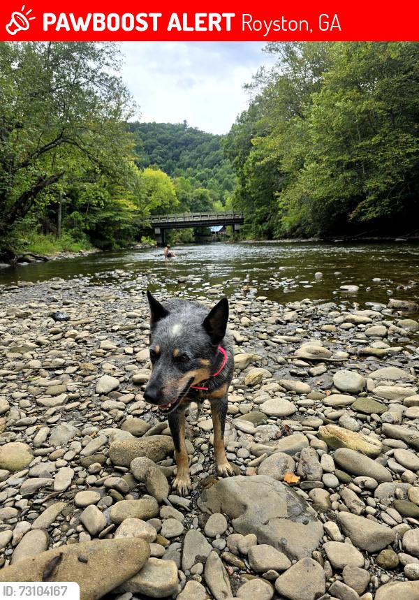 Lost Female Dog last seen HWY 106, Brays Lake Rd, Royston, GA 30662