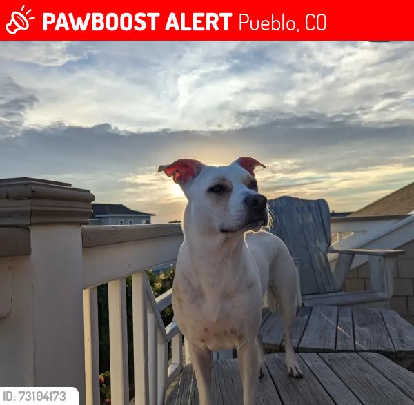 Lost Female Dog last seen Pitman, Alma, Pueblo, CO 81004