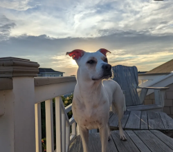 Lost Female Dog last seen Pitman, Alma, Pueblo, CO 81004