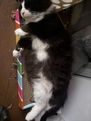 Reunited Male Cat last seen Aragon Street Dave Lyle Blvd, Rock Hill, SC 29730