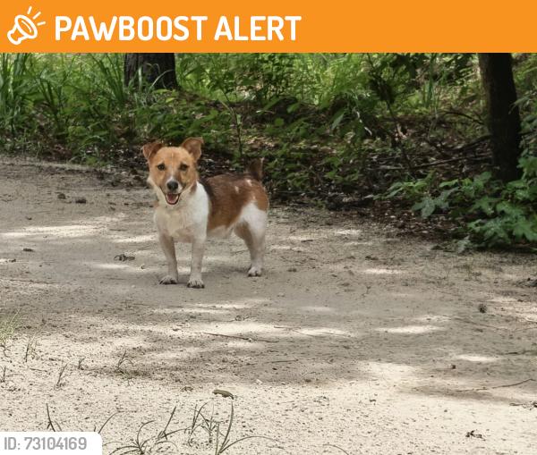 Found/Stray Male Dog last seen Cr778, Columbia County, FL 32038