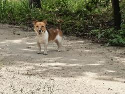 Found/Stray Male Dog last seen Cr778, Columbia County, FL 32038