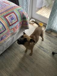 Found/Stray Female Dog last seen Palmetto exp, Miami Gardens, FL 33054