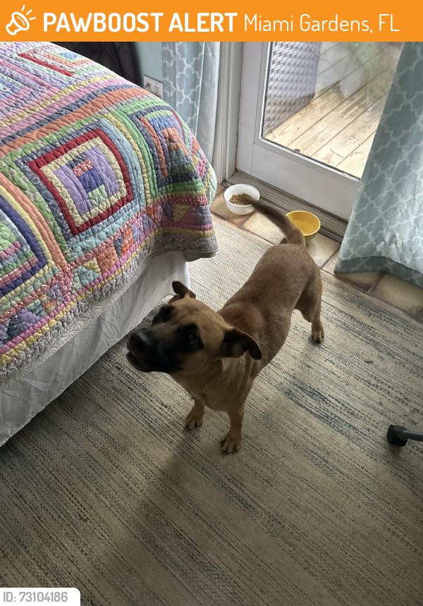 Found/Stray Female Dog last seen Palmetto exp, Miami Gardens, FL 33054