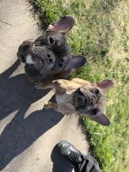 Reunited Unknown Dog last seen W 77th Ave & Lowell, Westminster, CO 80030