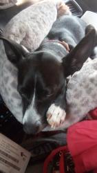 Reunited Female Dog last seen Pike parking garage by Nike, Long Beach, CA 90815