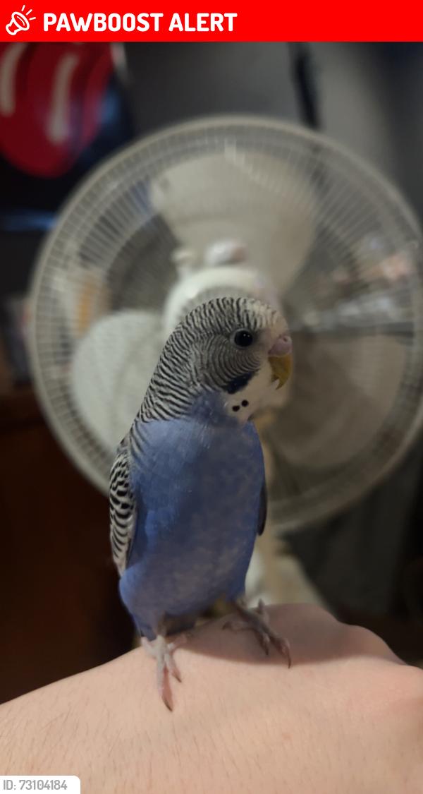 Lost Male Bird last seen Magdalen ave and magdalen crescent, White Rock, BC V4B 2X5