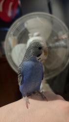 Lost Male Bird last seen Magdalen ave and magdalen crescent, White Rock, BC V4B 2X5