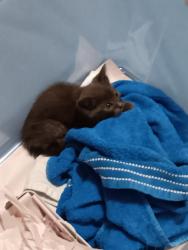 Lost Male Cat last seen Bradyville Pike, Murfreesboro, TN 37127
