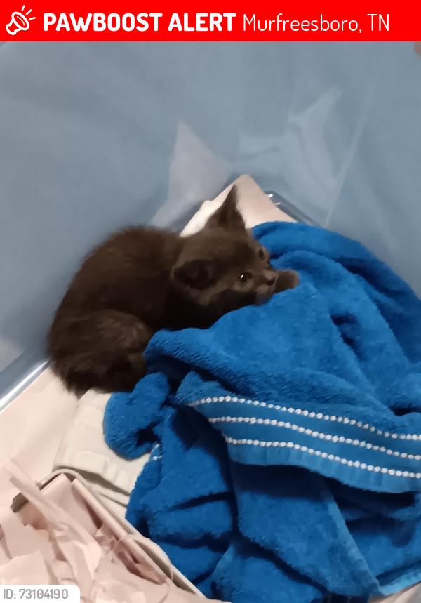 Lost Male Cat last seen Bradyville Pike, Murfreesboro, TN 37127