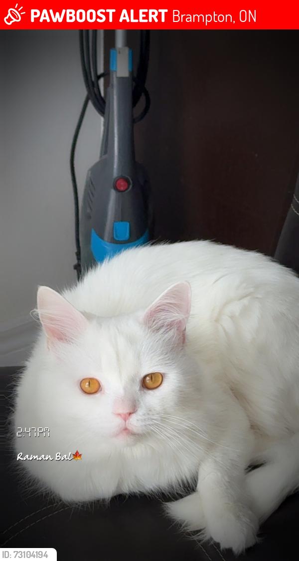 Lost Male Cat last seen William, Brampton, ON 