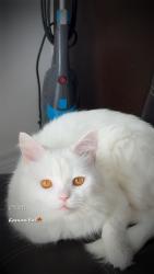 Lost Male Cat last seen William, Brampton, ON 