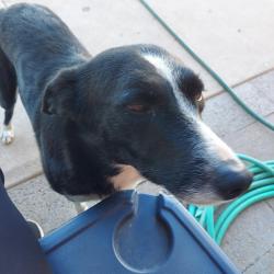 Reunited Female Dog last seen La Canda & Calle de Cobre, Sahuarita, AZ 85629