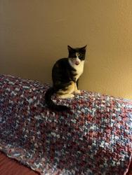 Lost Female Cat last seen Dollar General/ hwy 132, La Grange, CA 95329