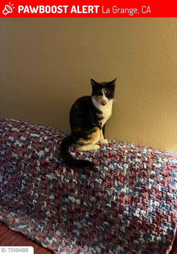 Lost Female Cat last seen Dollar General/ hwy 132, La Grange, CA 95329