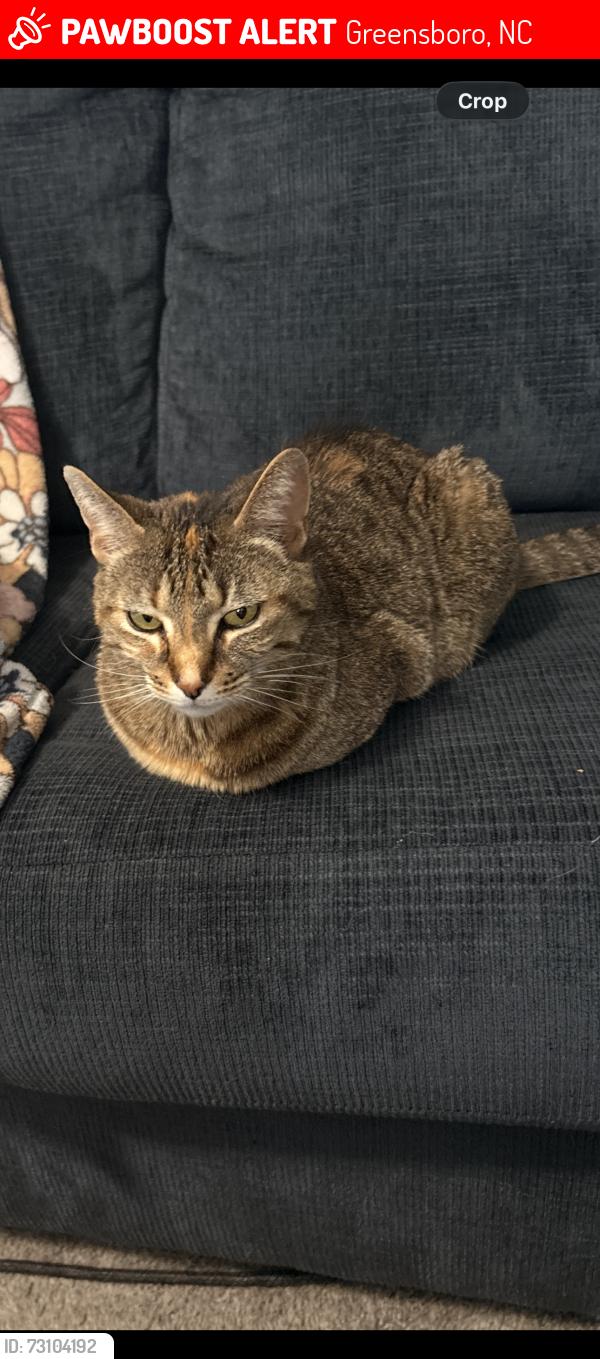 Lost Female Cat last seen Kildare Dr, Greensboro, NC 27405