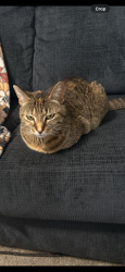 Lost Female Cat last seen Kildare Dr, Greensboro, NC 27405