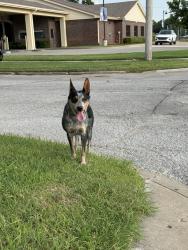 Found/Stray Female Dog last seen Pearl Beach / Indian Health, Tulsa, OK 74120