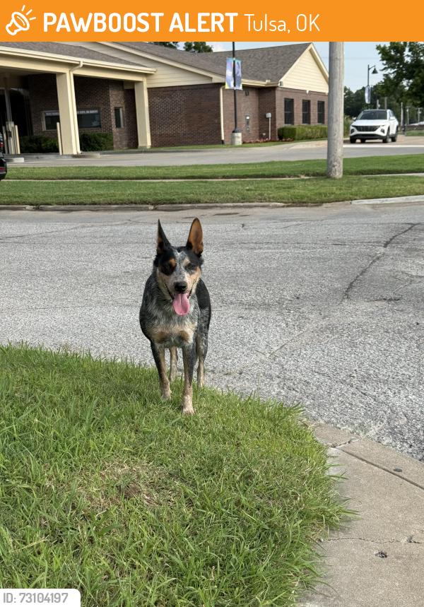 Found/Stray Female Dog last seen Pearl Beach / Indian Health, Tulsa, OK 74120